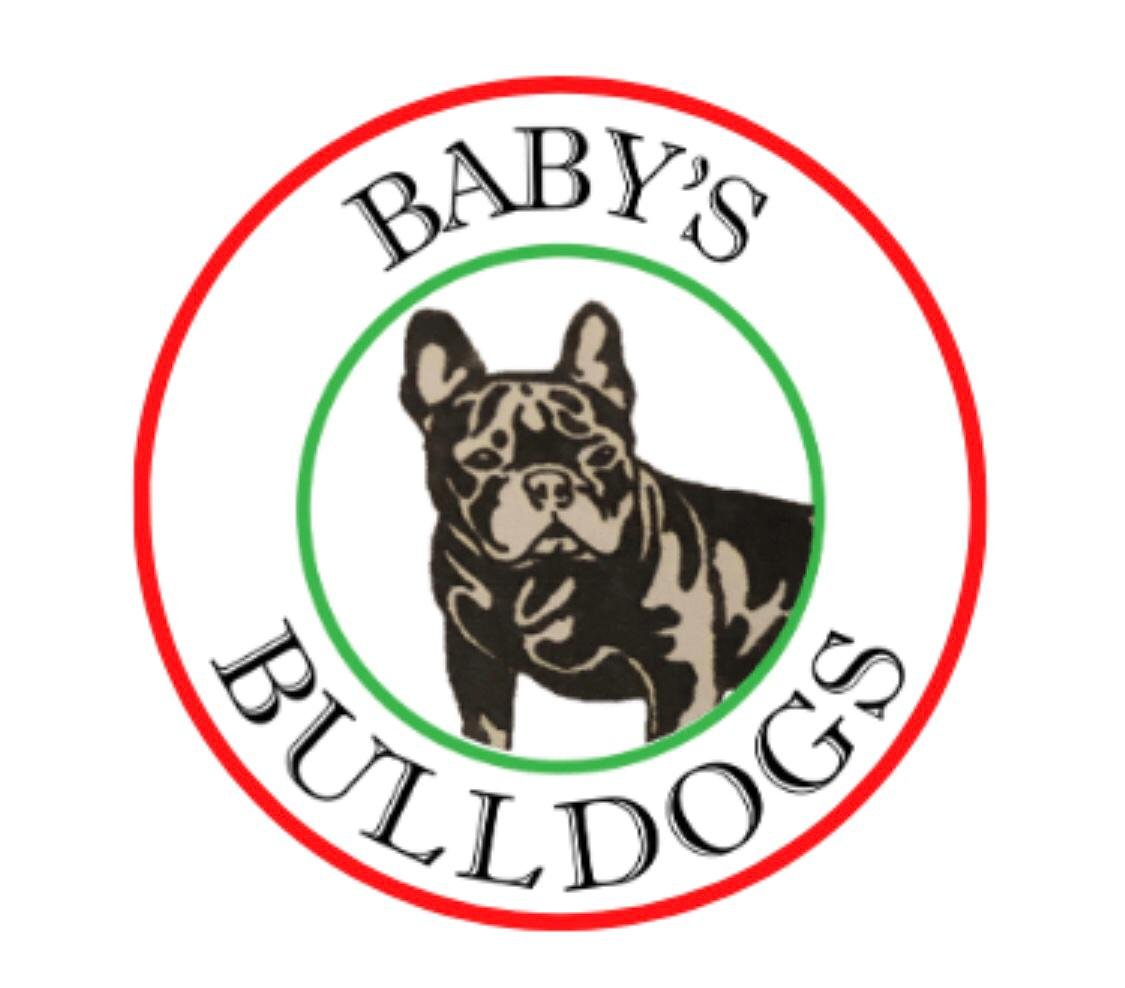 Baby's Bulldog
